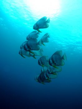 School Of Batfish.Pulau Redang , East coast of Malaysia. ... by Juliana Saw 
